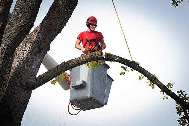 Best Fruit Tree Pruning  in Lavallette, NJ